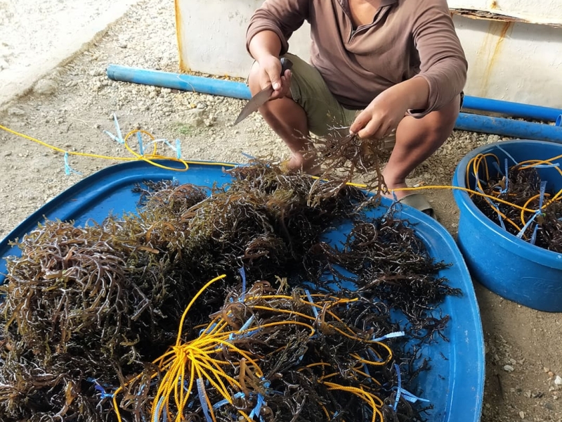 BFAR I : Seaweed growers to shift to environment-friendly materials 